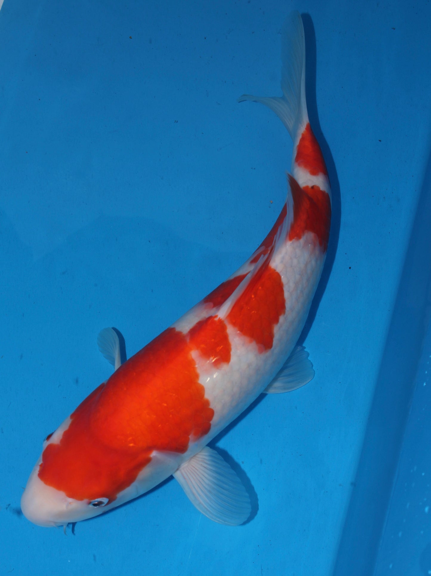 Satomi Koi Auctions - Japanese Nisai 14 - AUCTION ENDED