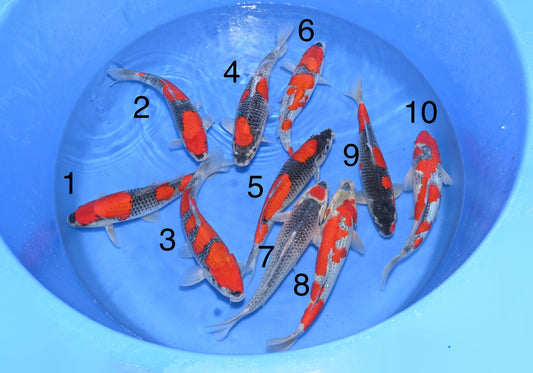 Satomi Koi - Japanese Nisai 13