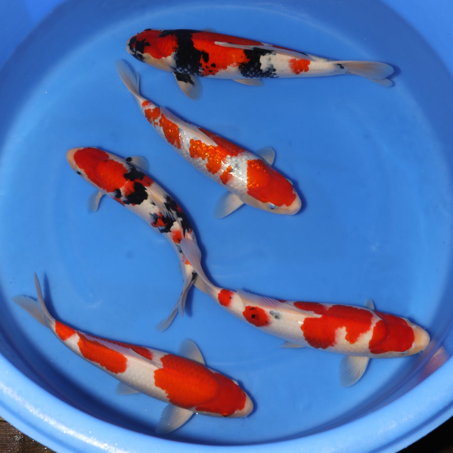 Japan Live 2 - Marudo Nisai - JL2