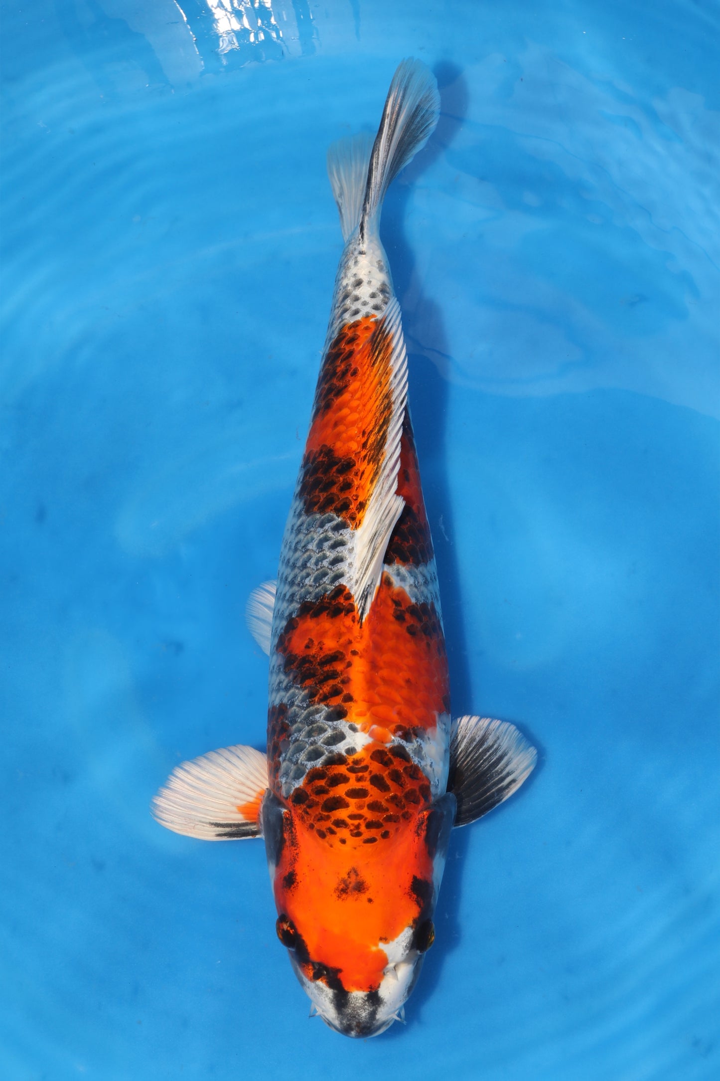 Japan Live 6 - Sakamaki Nisai - JL6