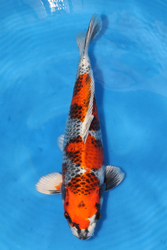 Japan Live 6 - Sakamaki Nisai - JL6