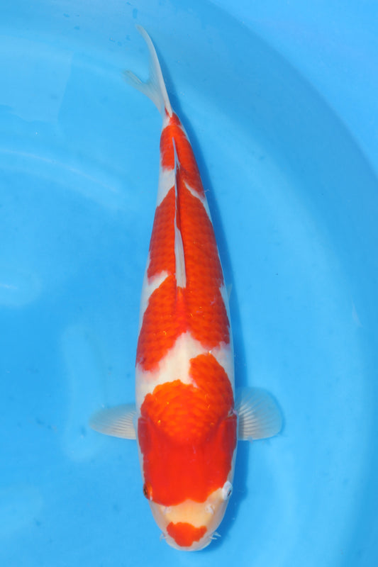 Japan Live 7 - Sakamaki Nisai - JL7