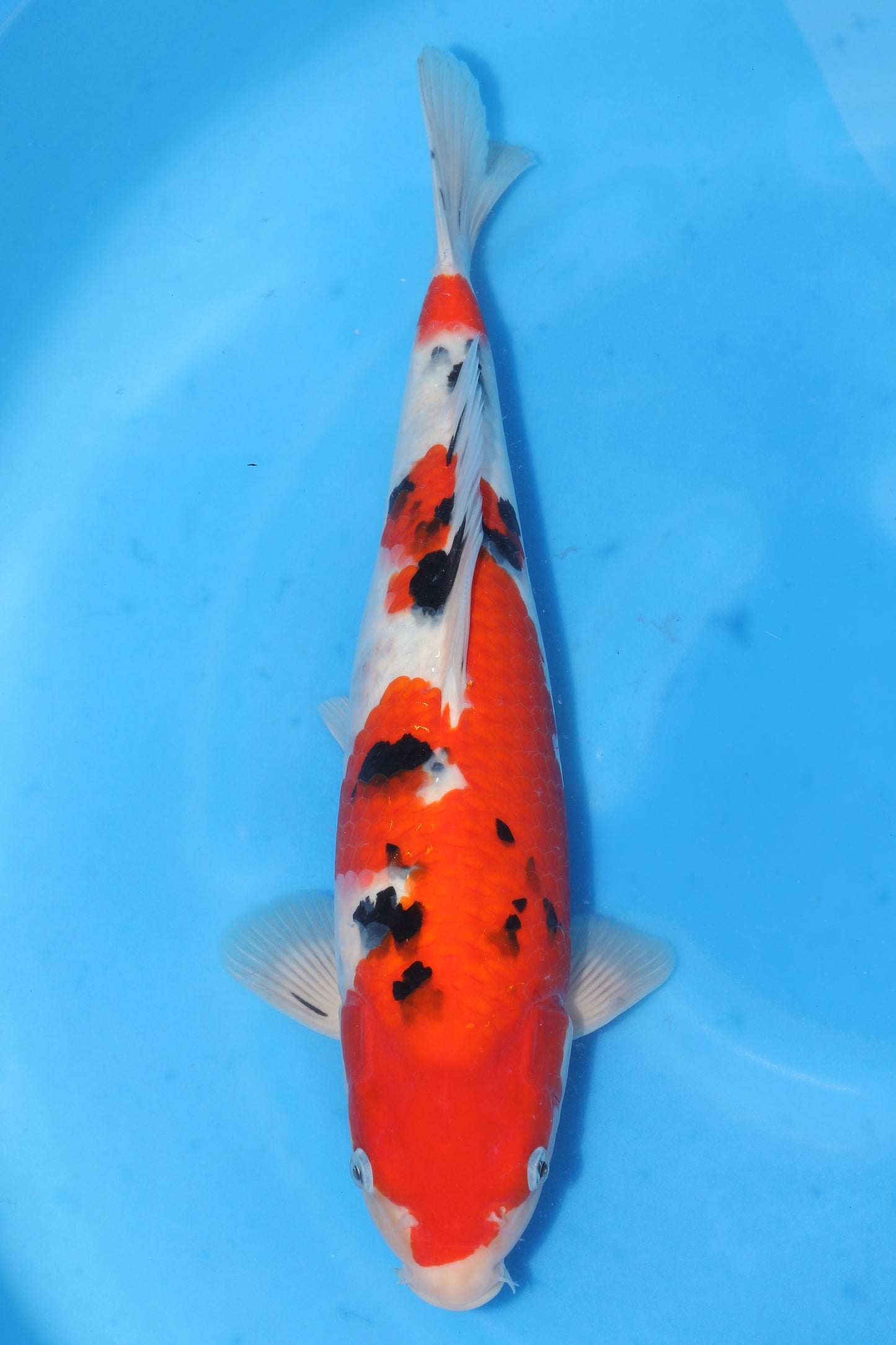 Japan Live 8 - Sakamaki Nisai - JL8