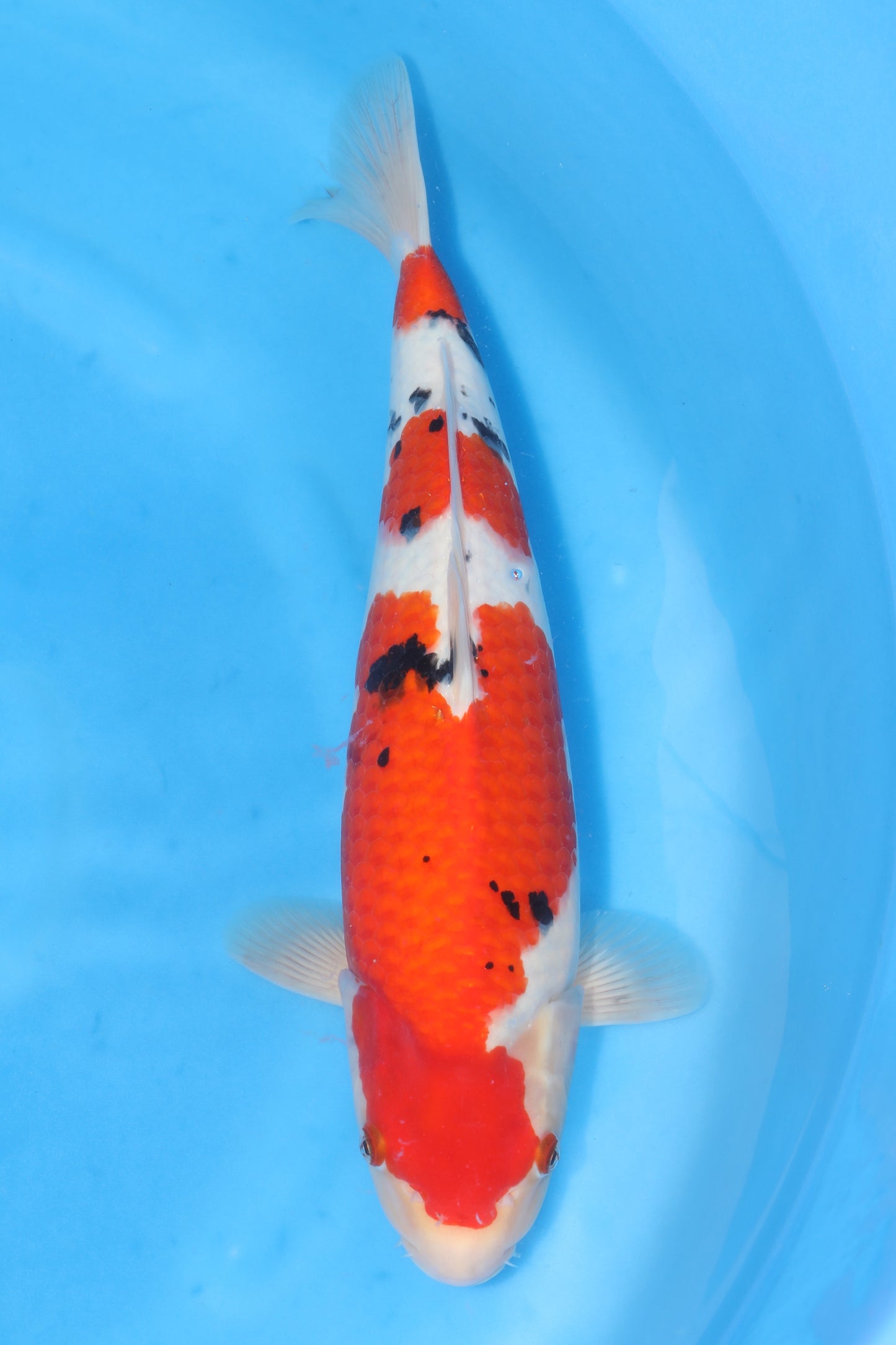 Japan Live 9 - Sakamaki Nisai - JL9