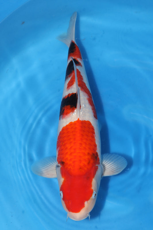 Japan Live 10 - Sakamaki Nisai - JL10