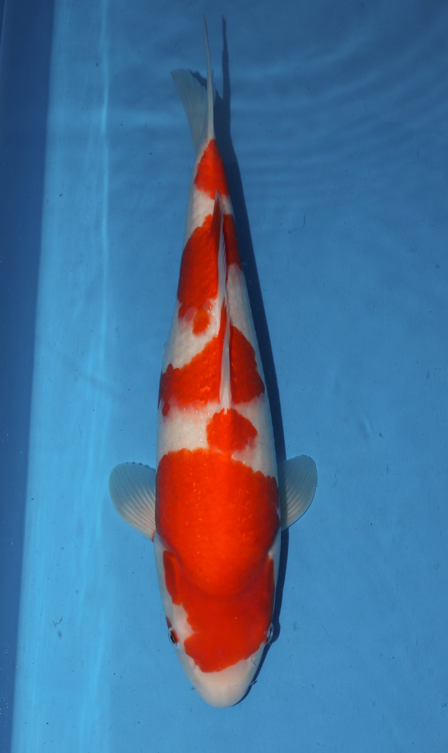 Satomi Koi Auctions - Japanese Nisai 14 - AUCTION ENDED