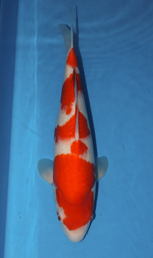 Satomi Koi Auctions - Japanese Nisai 14 - AUCTION ENDED