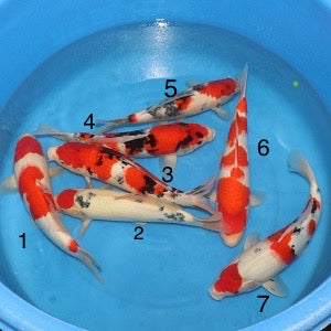 Satomi Koi - Japanese Tosai 79