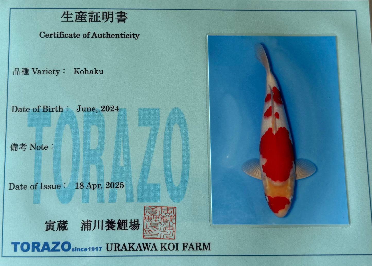 Satomi Koi Auctions 2 - Torazo Kohaku - AUCTION ENDED!