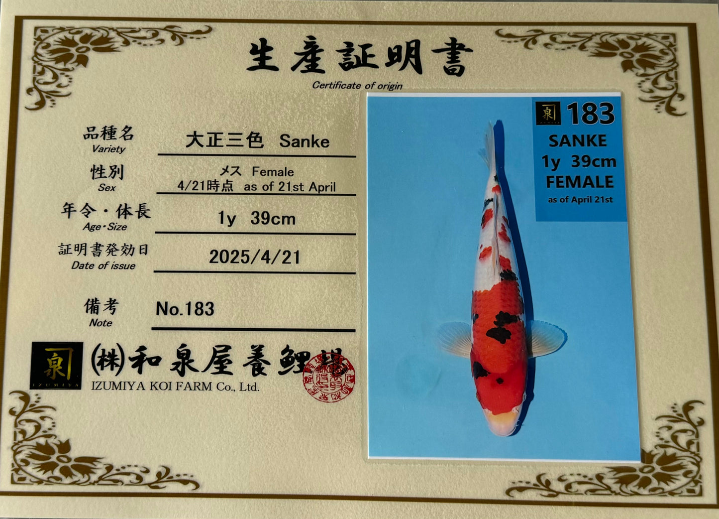 Satomi Koi - Japanese Tosai 78