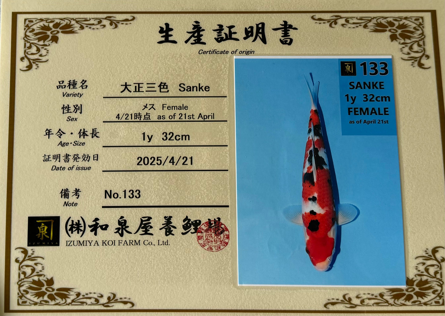 Satomi Koi - Japanese Tosai 78
