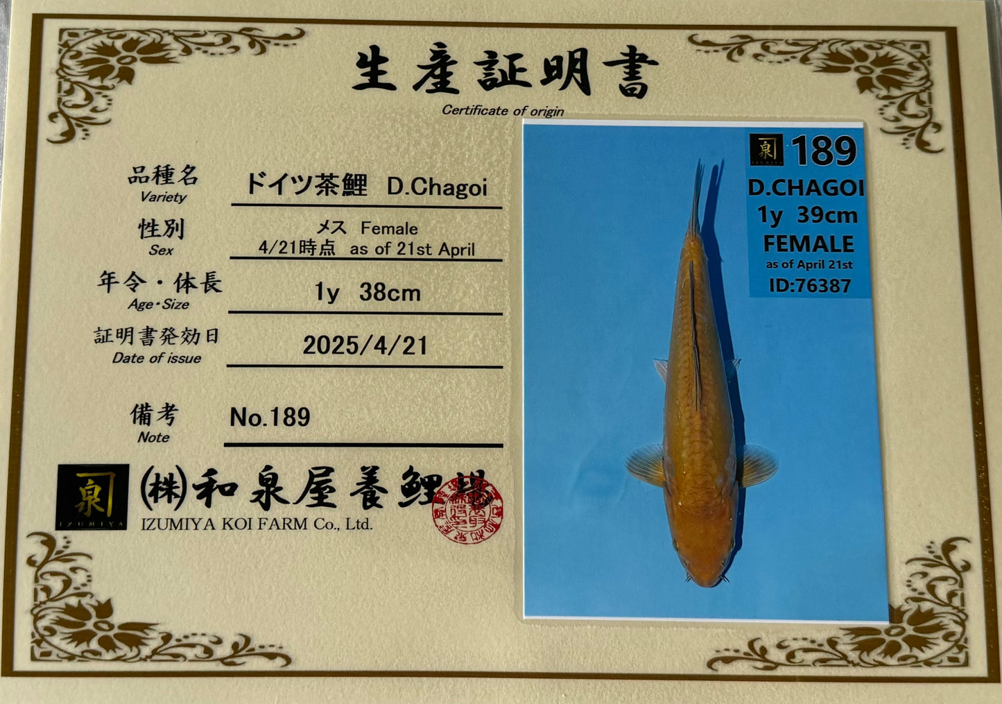 Satomi Koi - Japanese Tosai 78