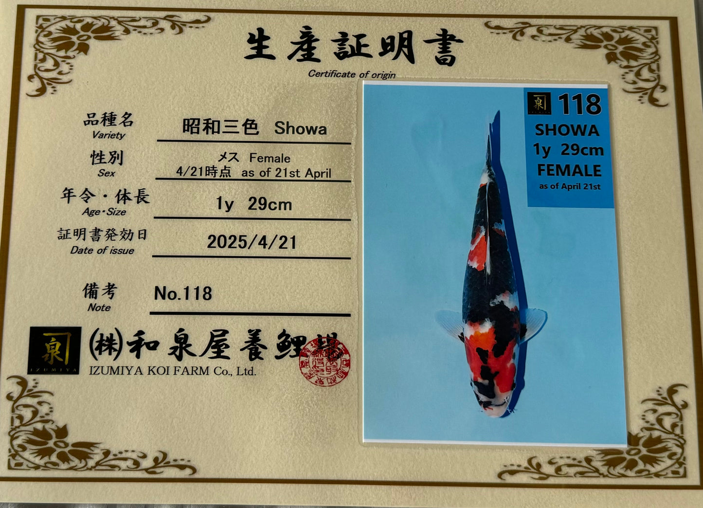 Satomi Koi - Japanese Tosai 78