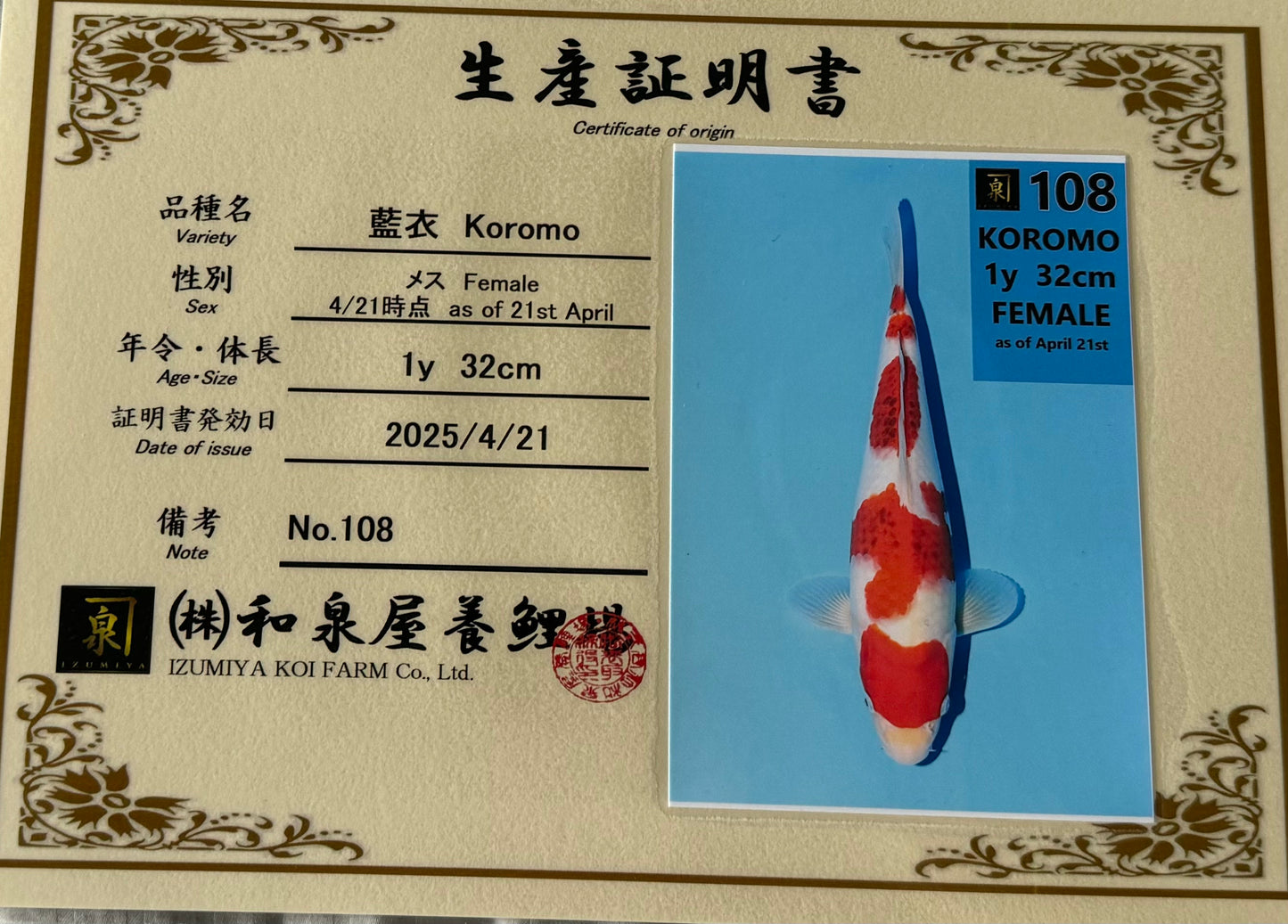 Satomi Koi - Japanese Tosai 78