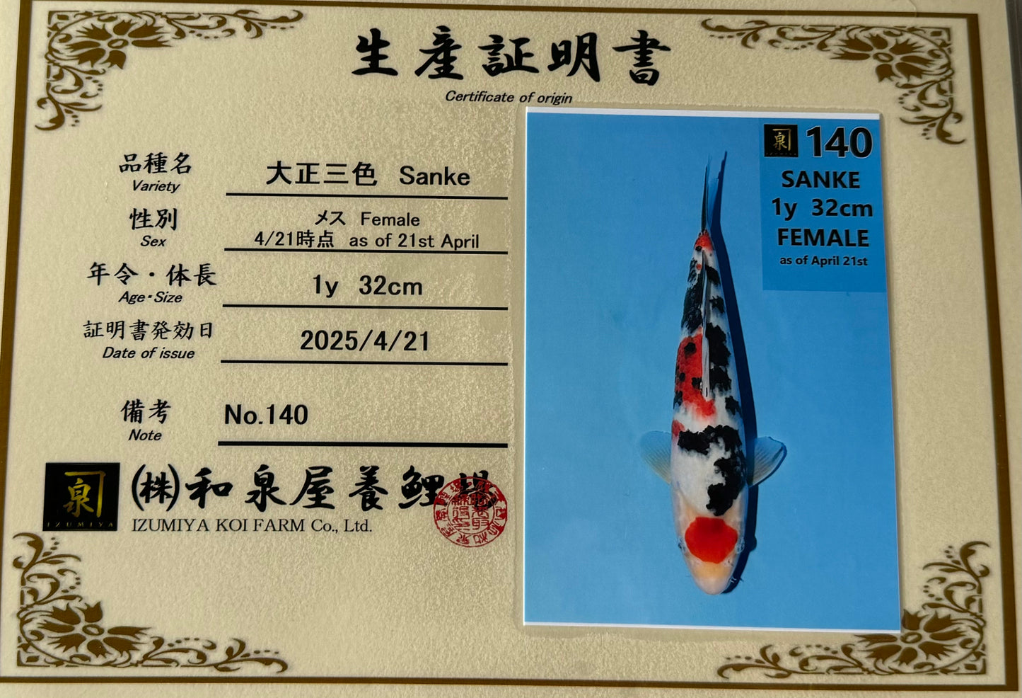 Satomi Koi - Japanese Tosai 78