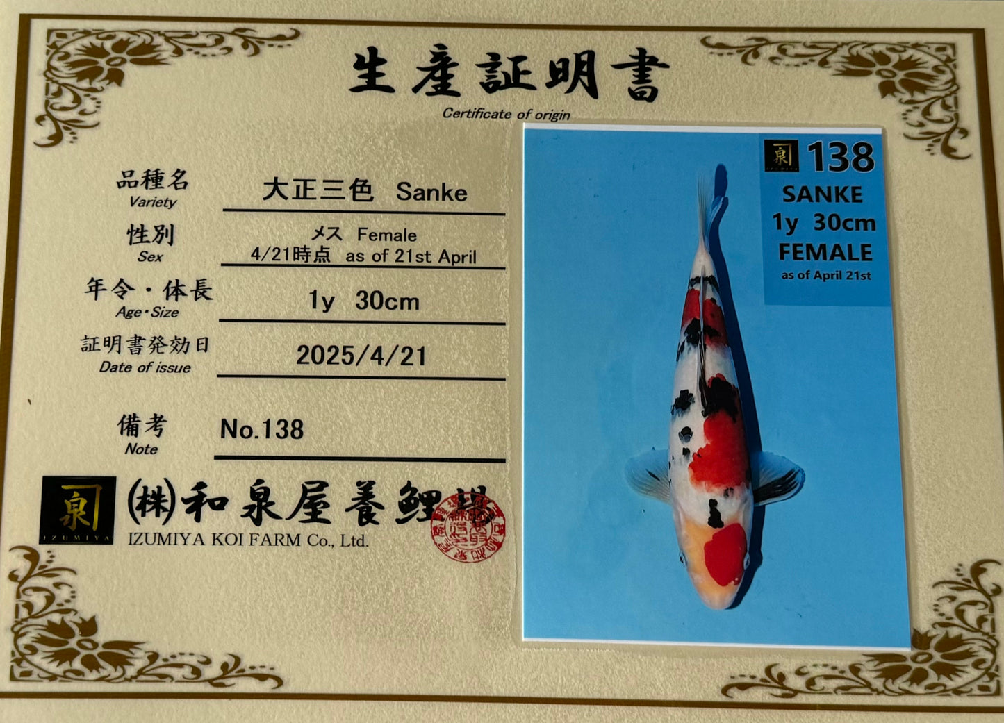 Satomi Koi - Japanese Tosai 78