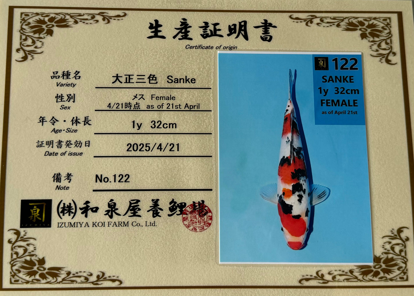 Satomi Koi - Japanese Tosai 78