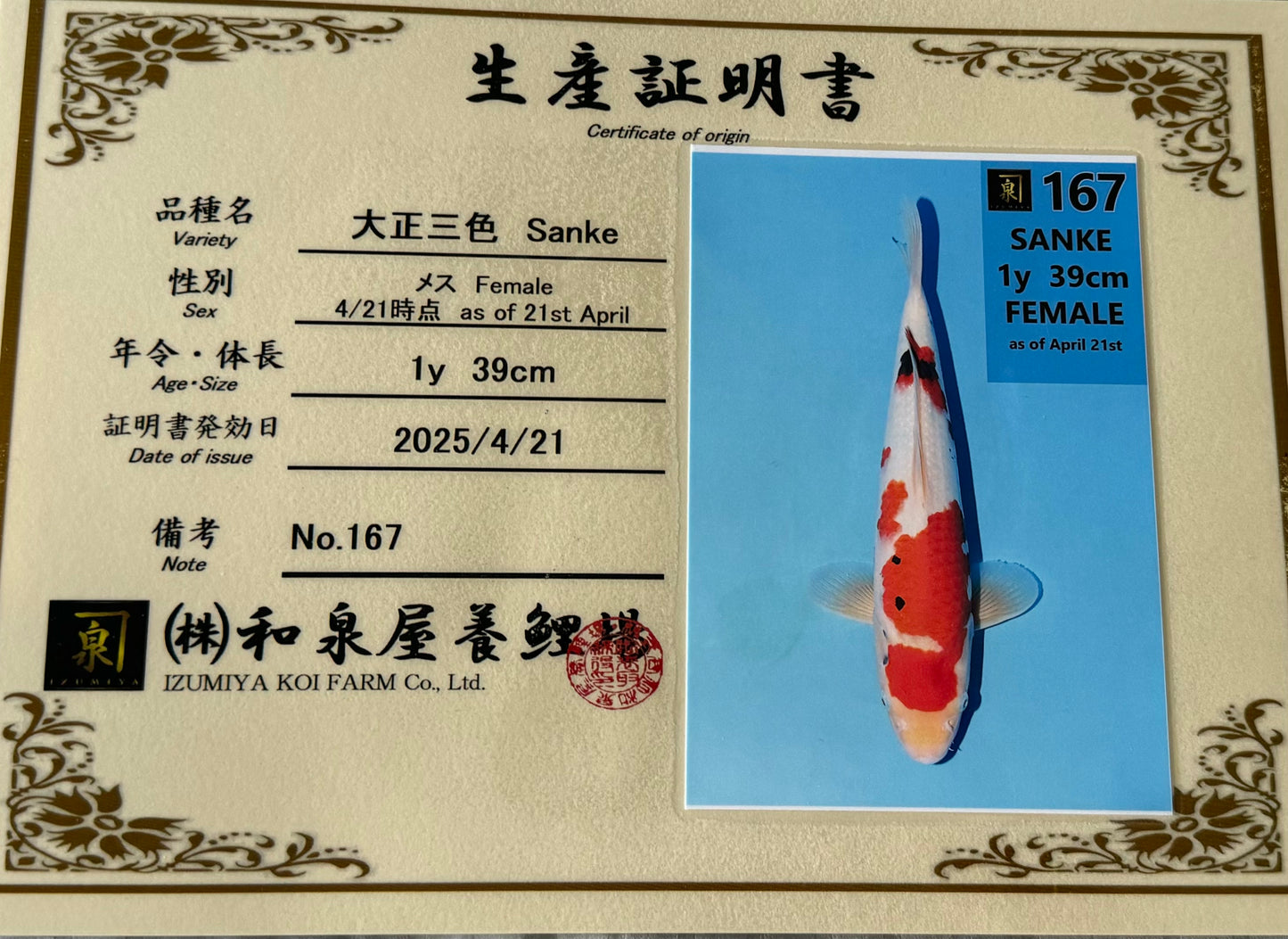 Satomi Koi - Japanese Tosai 78