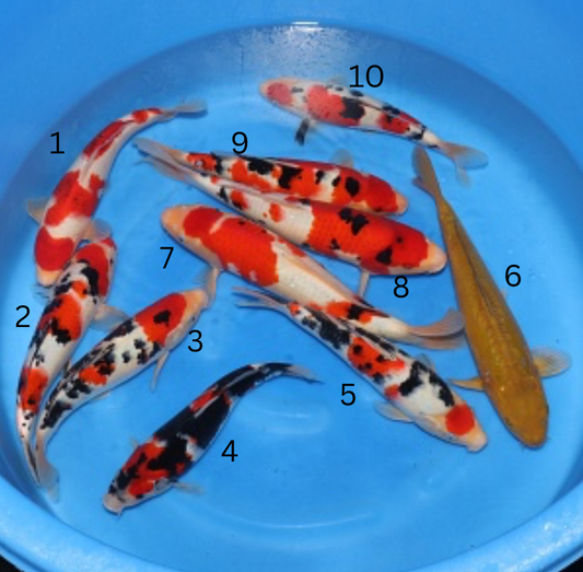 Satomi Koi - Japanese Tosai 78
