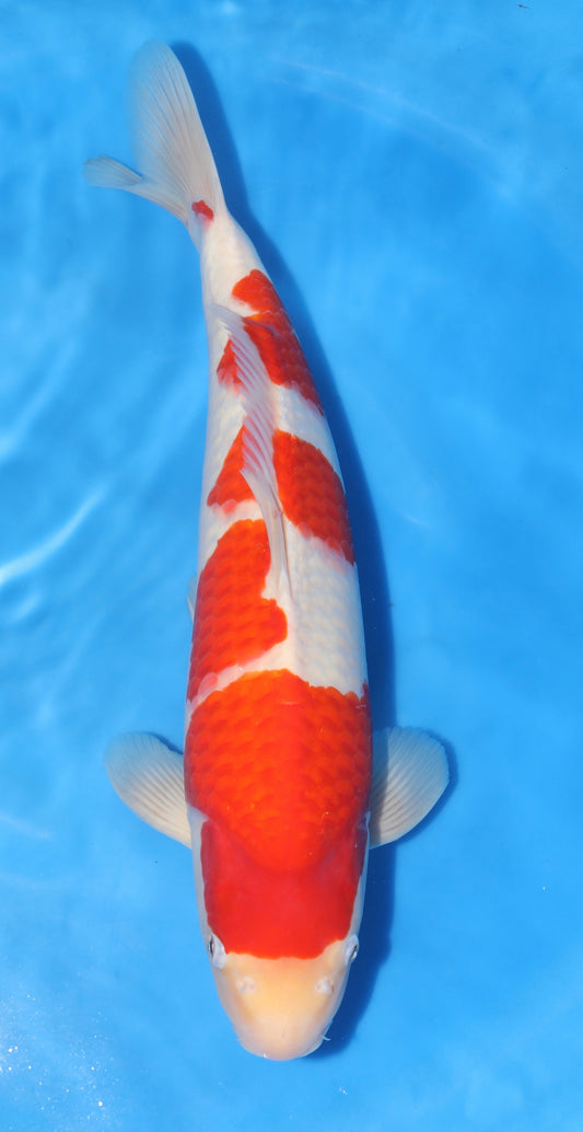 Japan Live 36 - Marudo Nisai - JL36