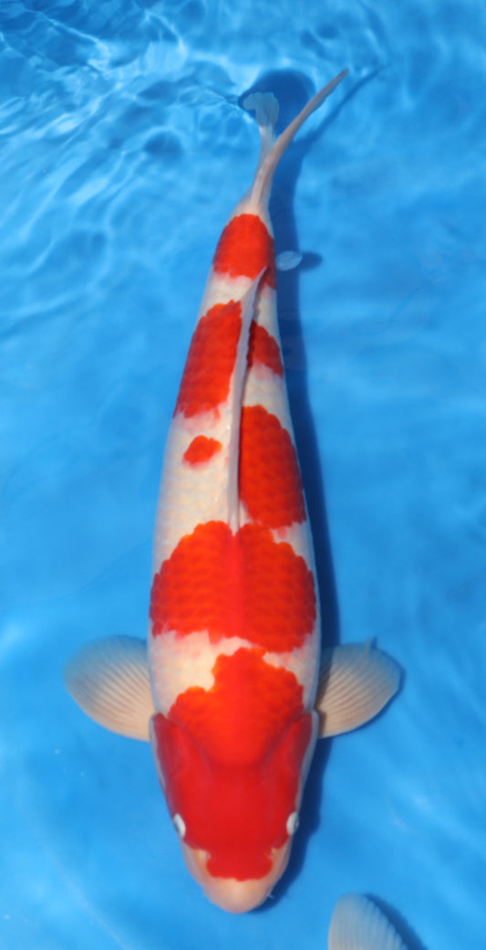 Japan Live 37 - Marudo Nisai - JL37