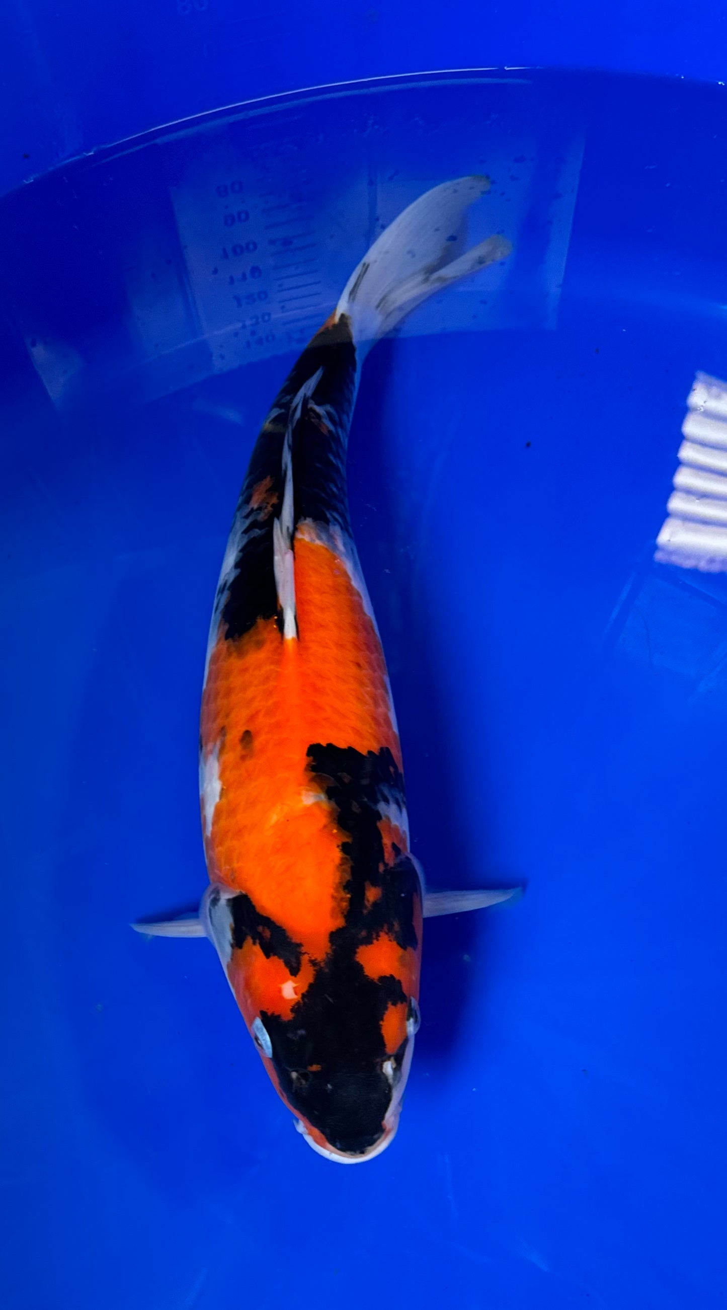 Satomi Koi - Japanese Nisai 8