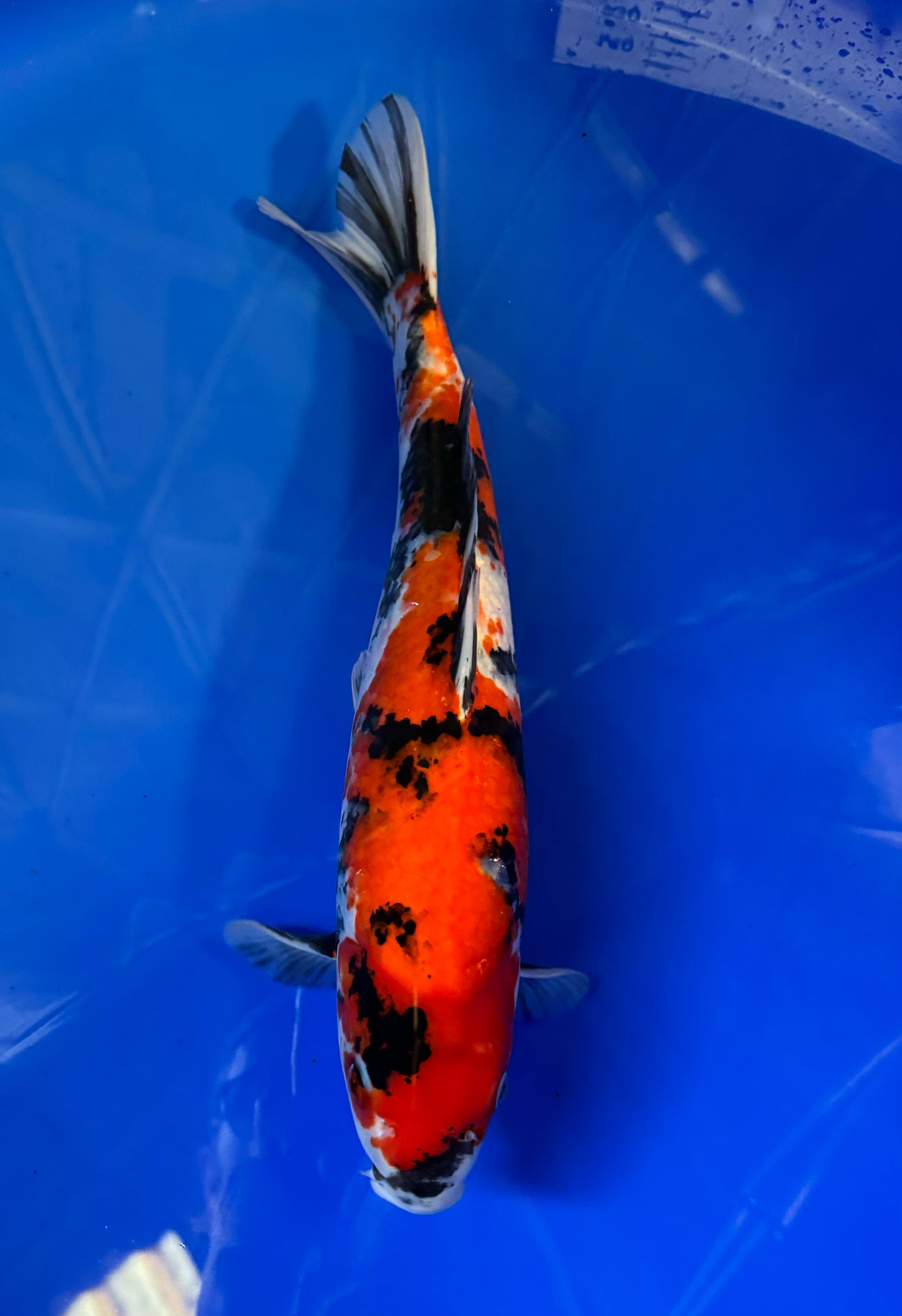 Satomi Koi - Japanese Nisai 9