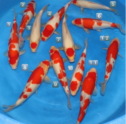 Satomi Koi - Japanese Tosai 75