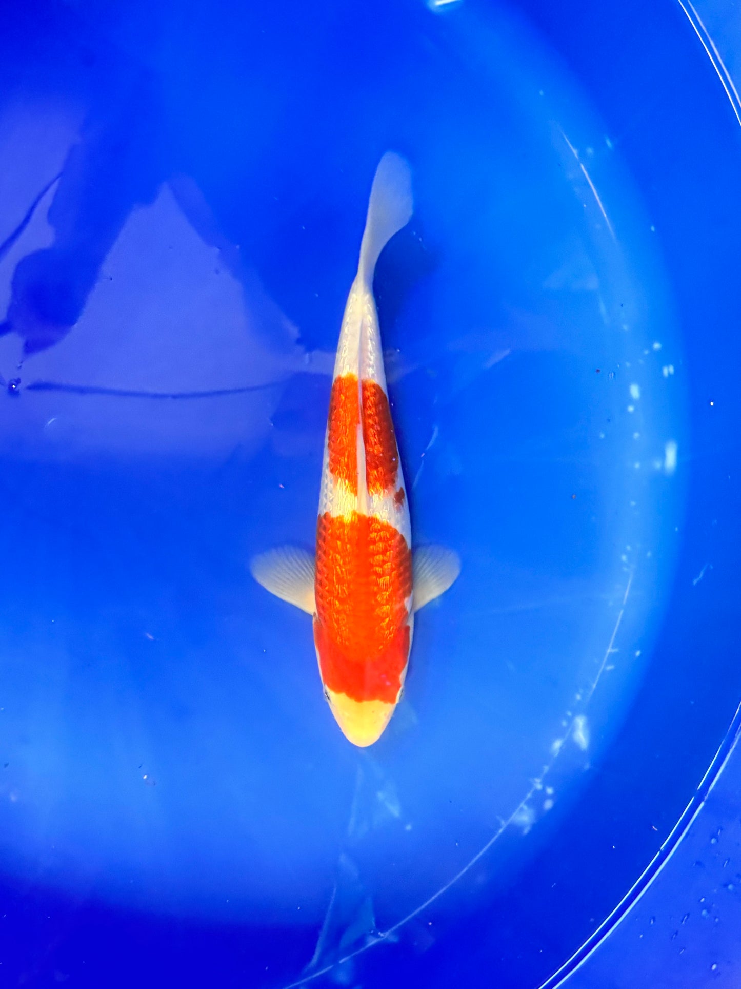 Satomi Koi - Japanese Tosai 76