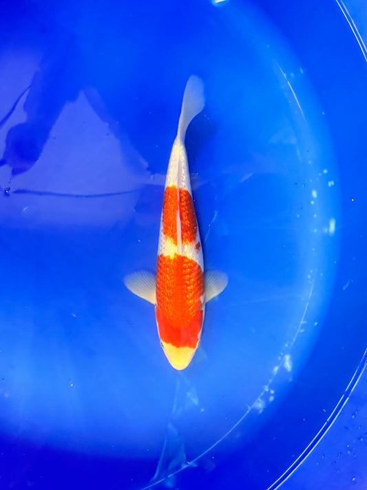 Satomi Koi - Japanese Tosai 76