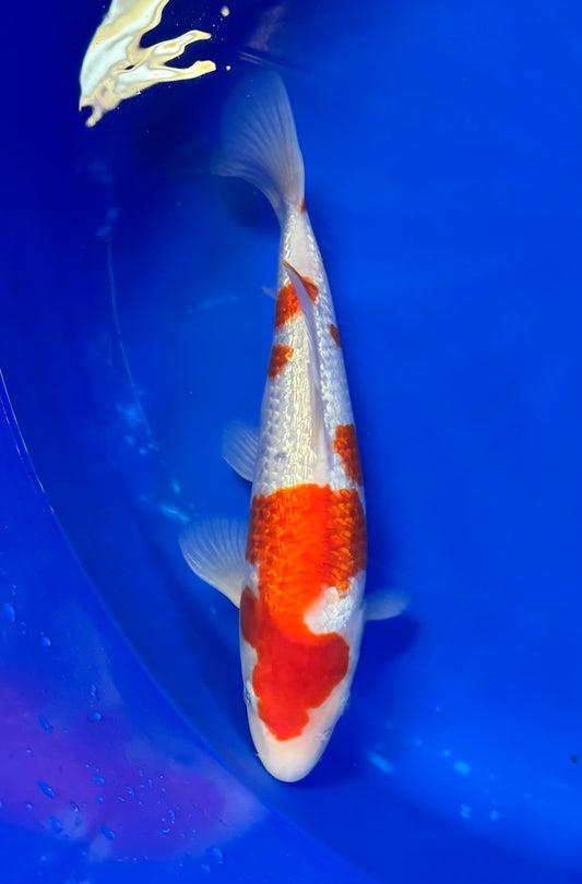 Satomi Koi - Japanese Tosai 77