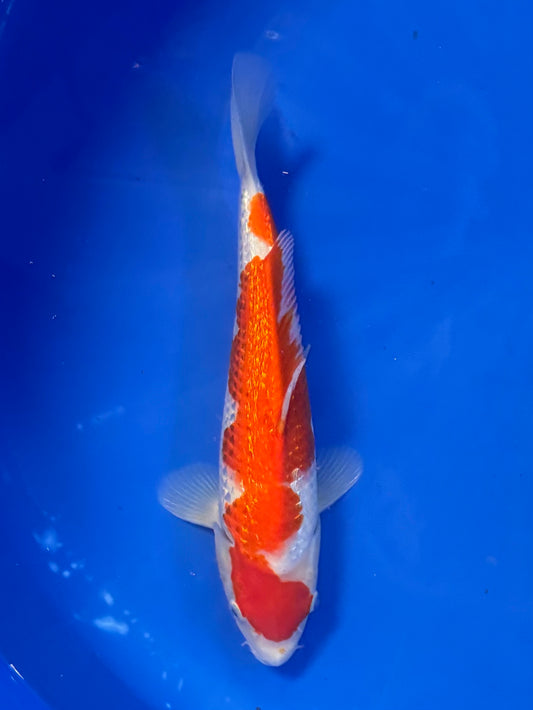 Satomi Koi - Japanese Tosai 78