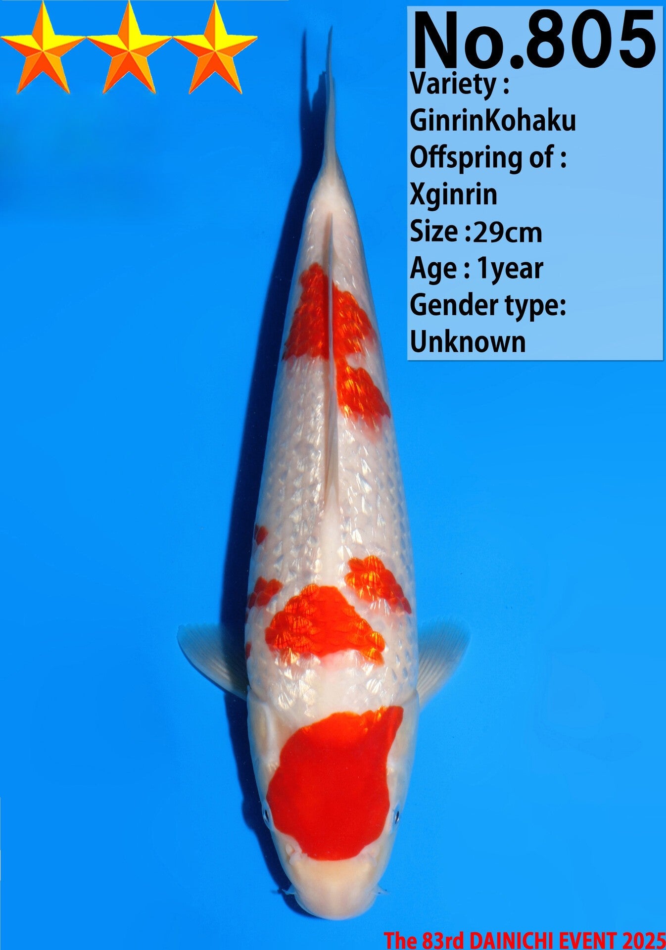 Satomi Koi - Japanese Tosai 45