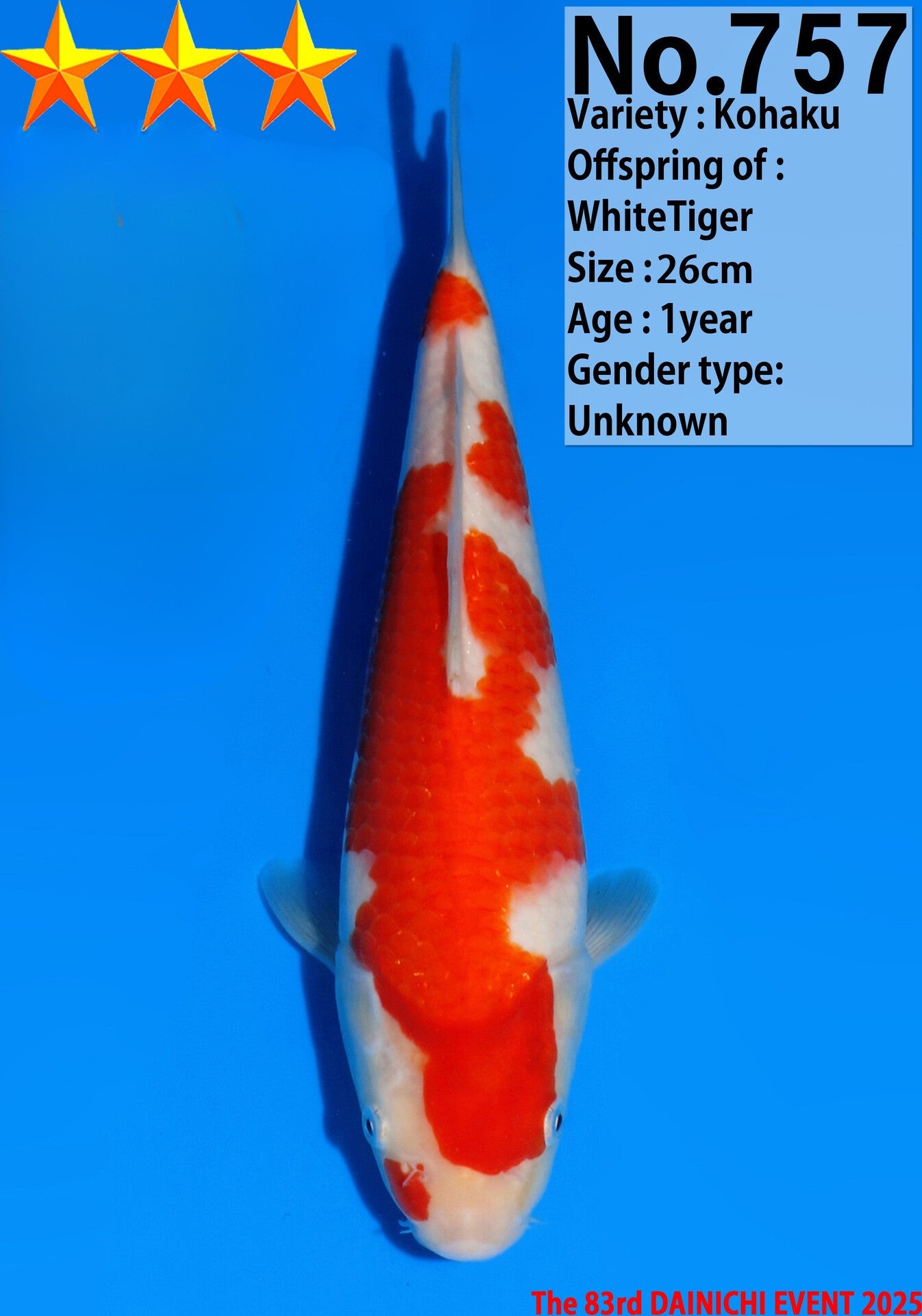 Satomi Koi - Japanese Tosai 43