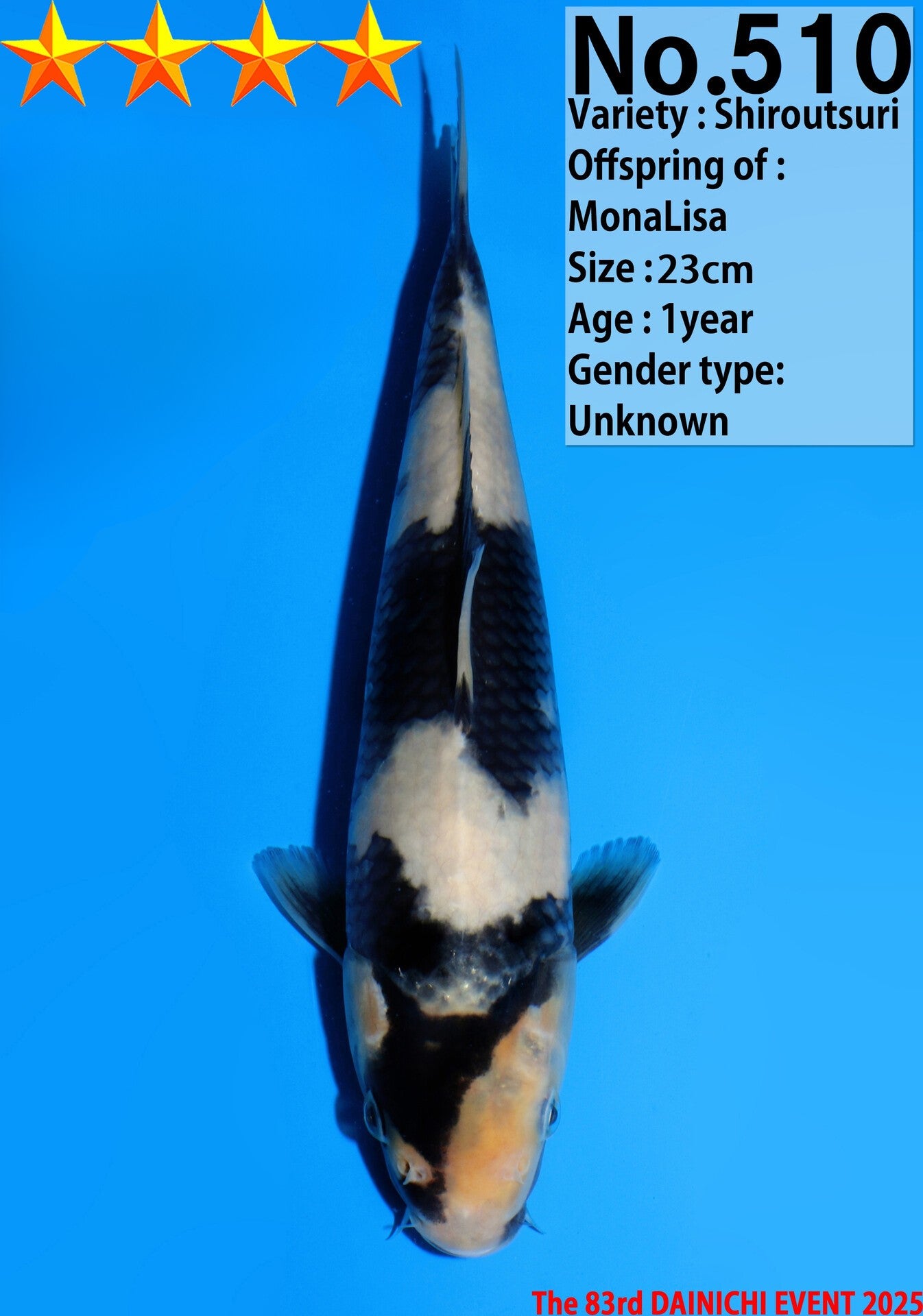 Satomi Koi - Japanese Tosai 42