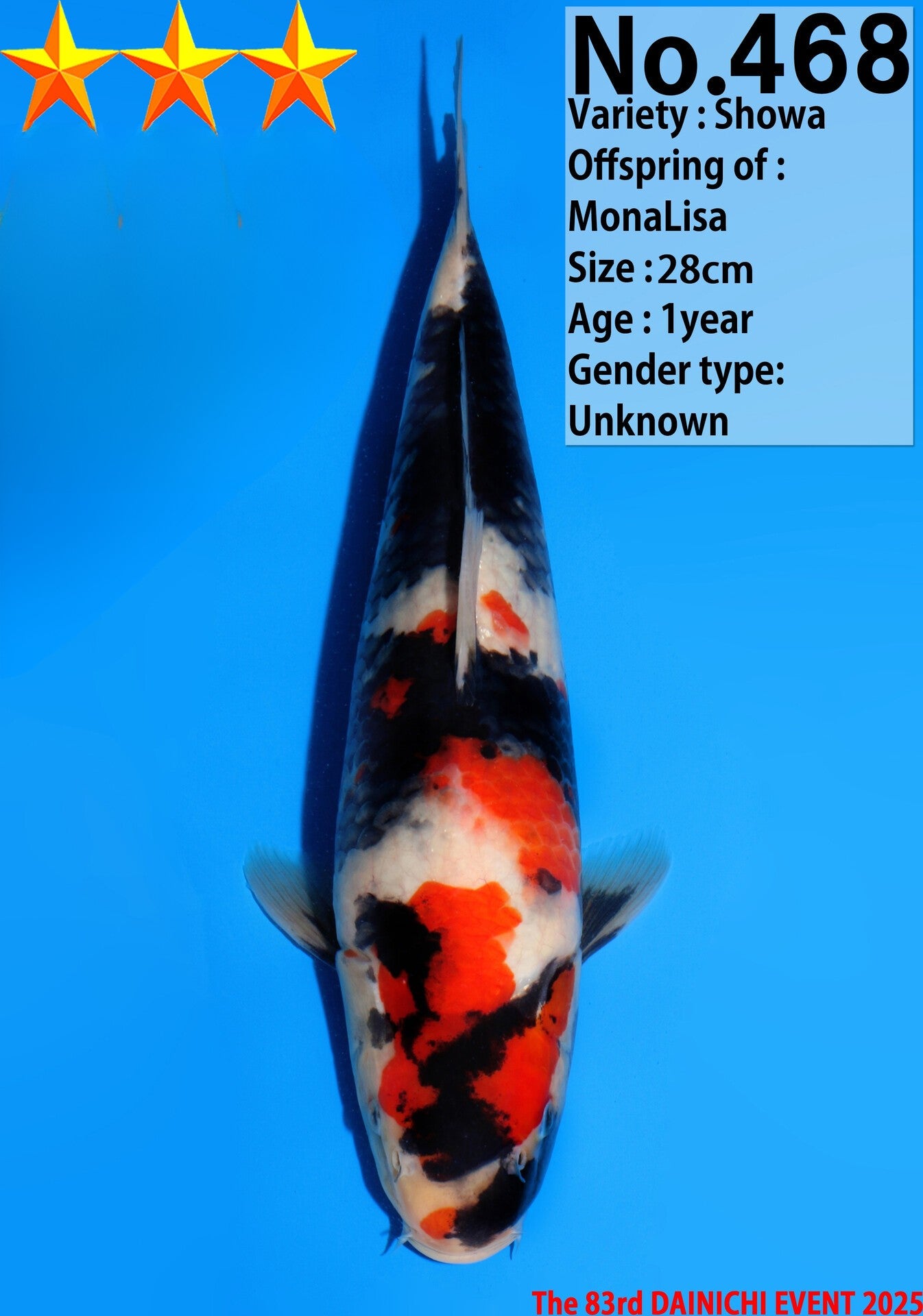 Satomi Koi - Japanese Tosai 39