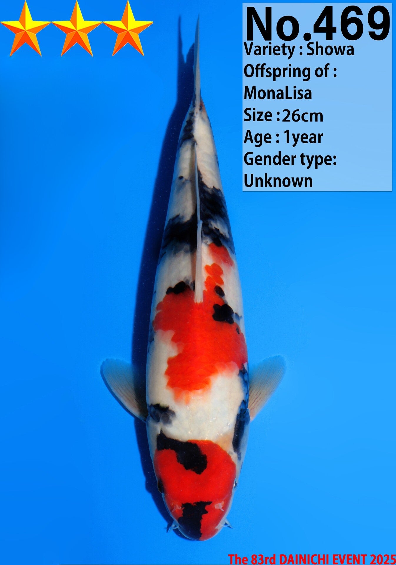 Satomi Koi - Japanese Tosai 40