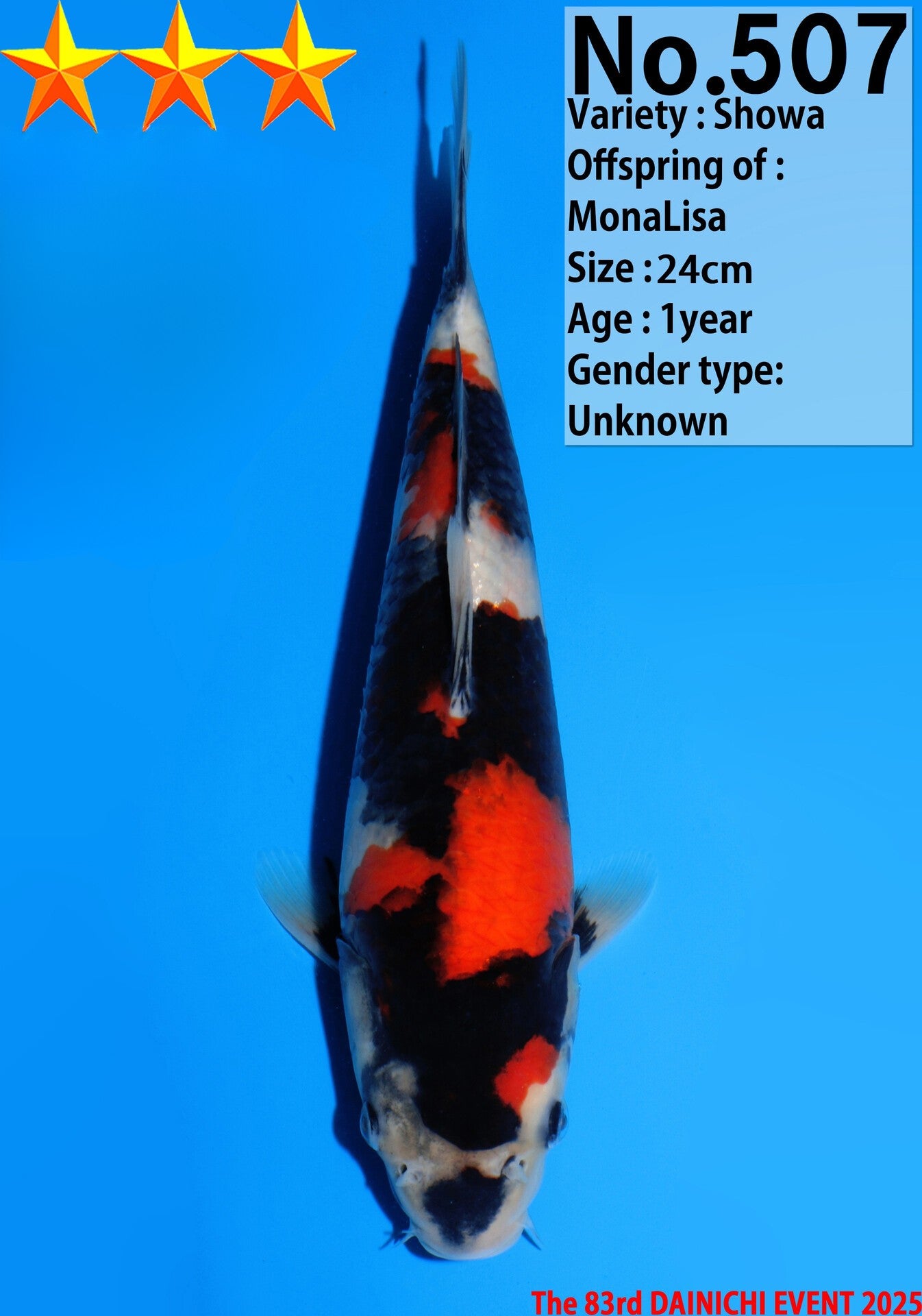 Satomi Koi - Japanese Tosai 41