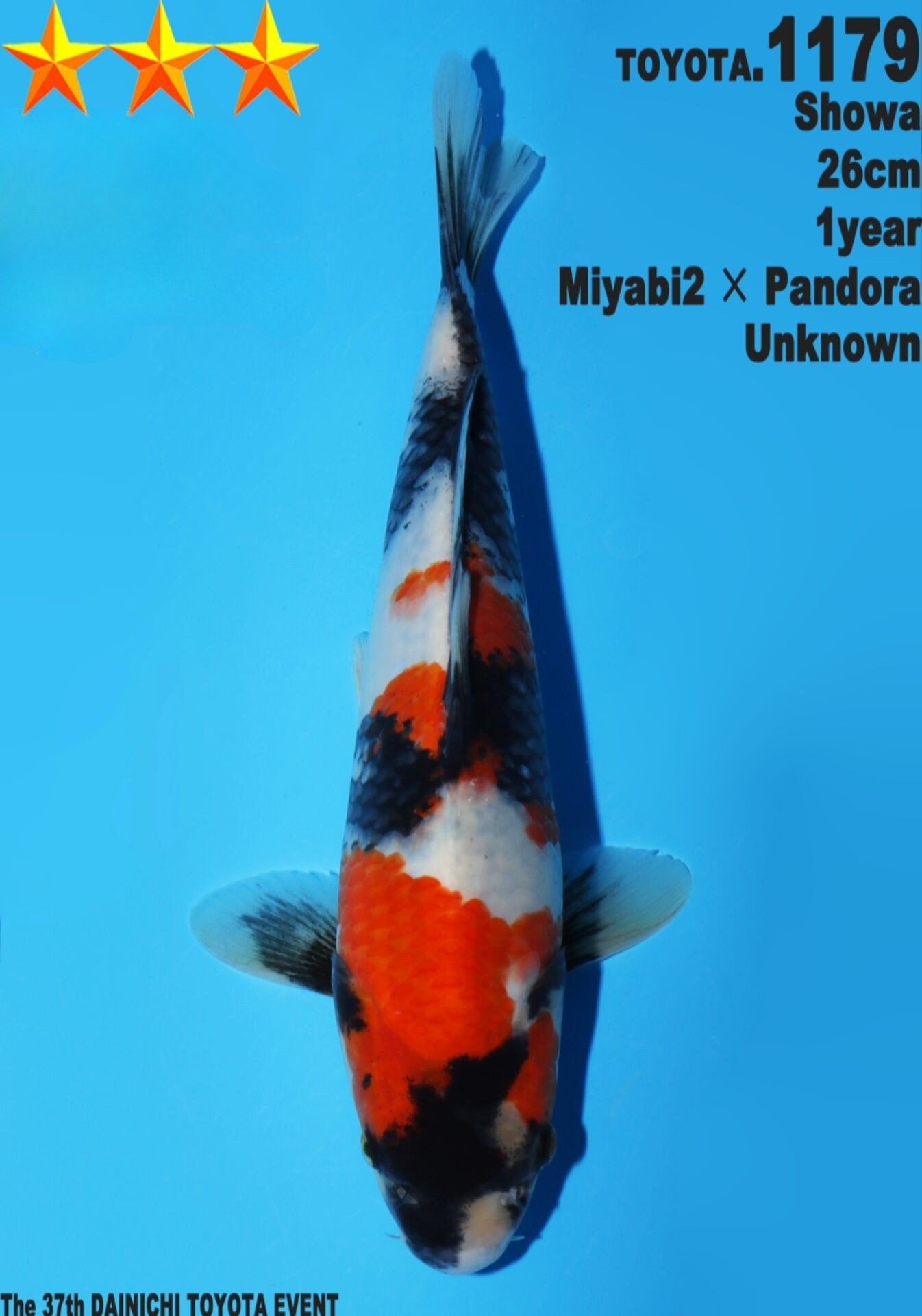 Satomi Koi - Japanese Tosai 49
