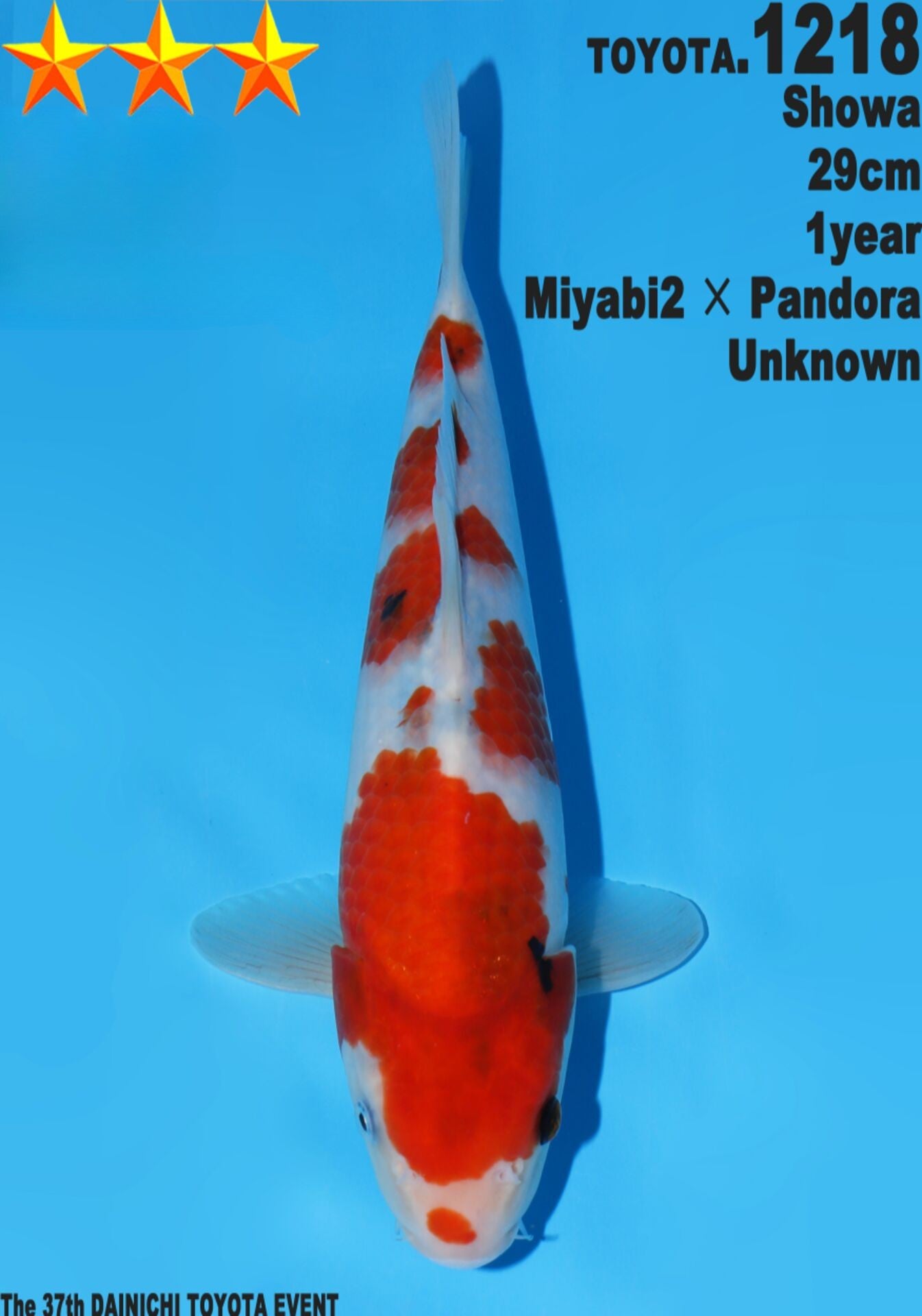Satomi Koi - Japanese Tosai 50