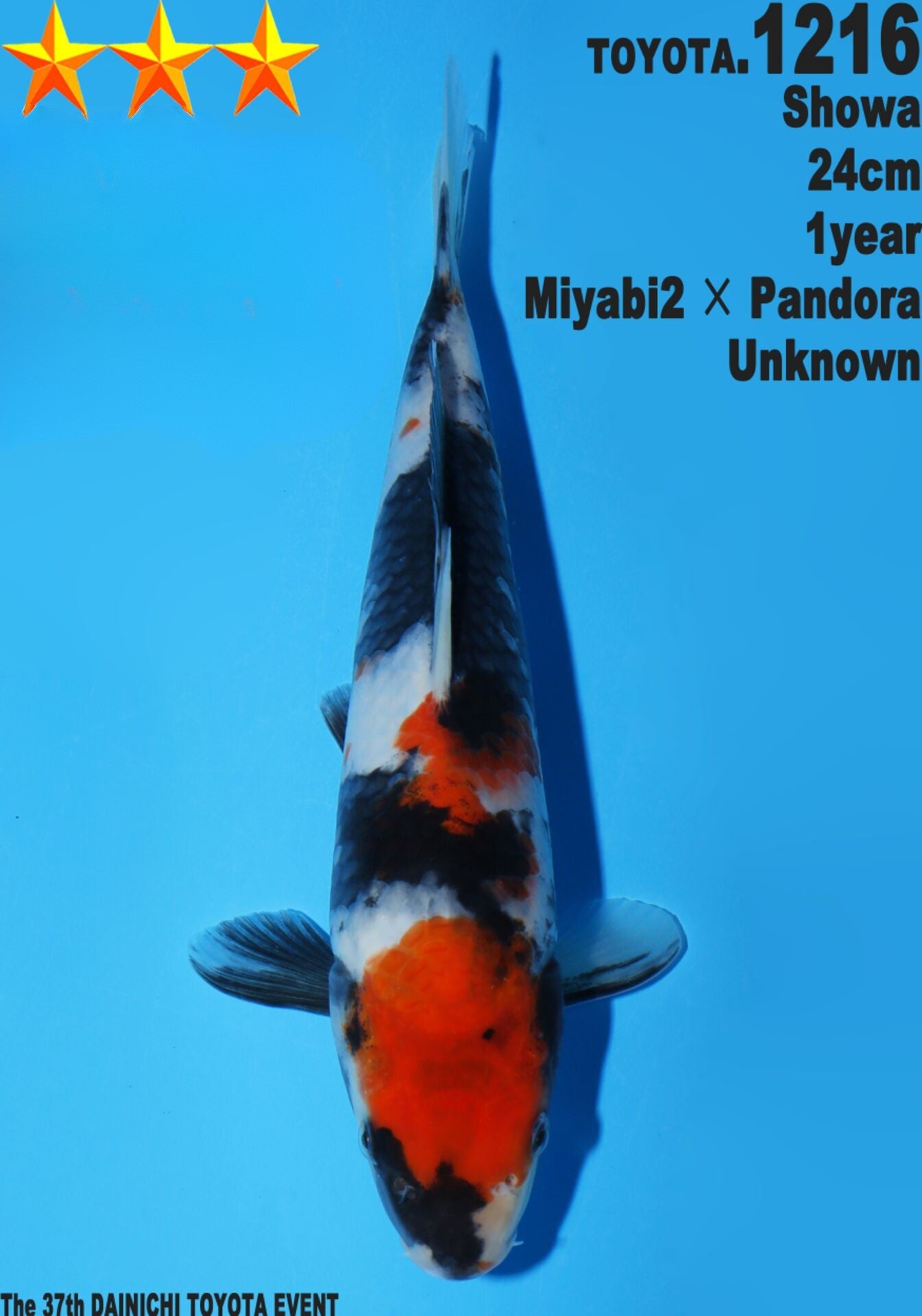 Satomi Koi - Japanese Tosai 51