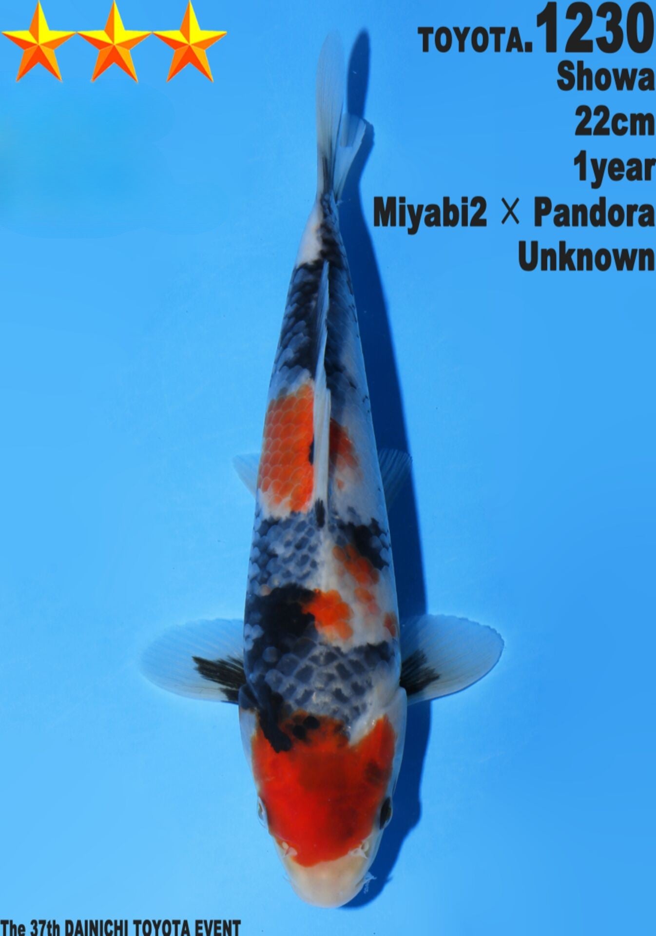 Satomi Koi - Japanese Tosai 52