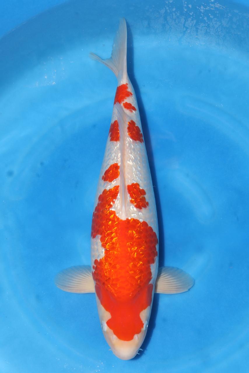 Japan Live 32 - Kokai Sansai - JL32