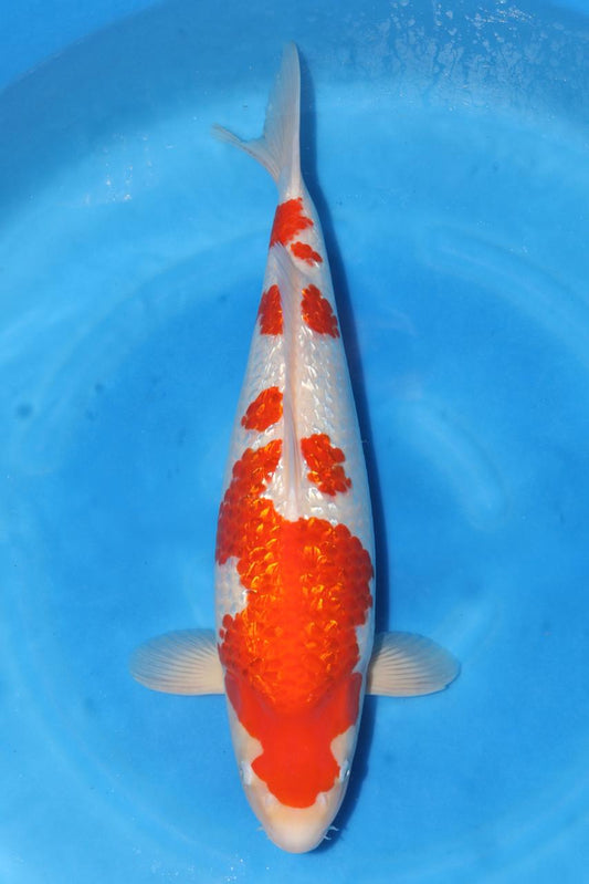 Japan Live 32 - Kokai Sansai - JL32