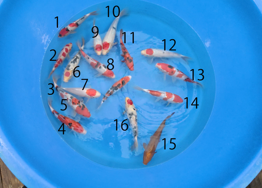 Japan Live 41 - Marudo Chibi Nisai - JL41