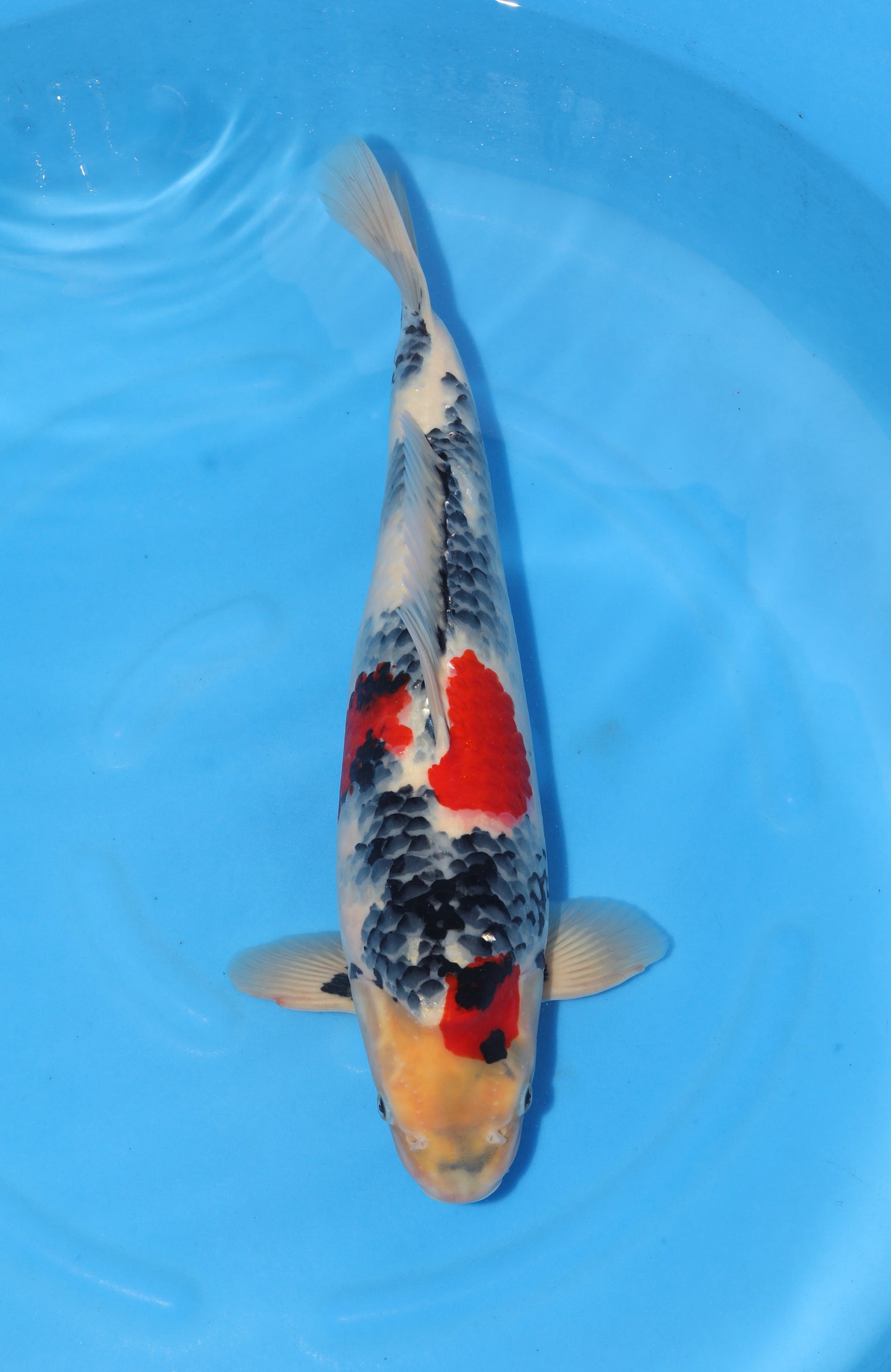 Japan Live 35 - Maruhide Nisai - JL35