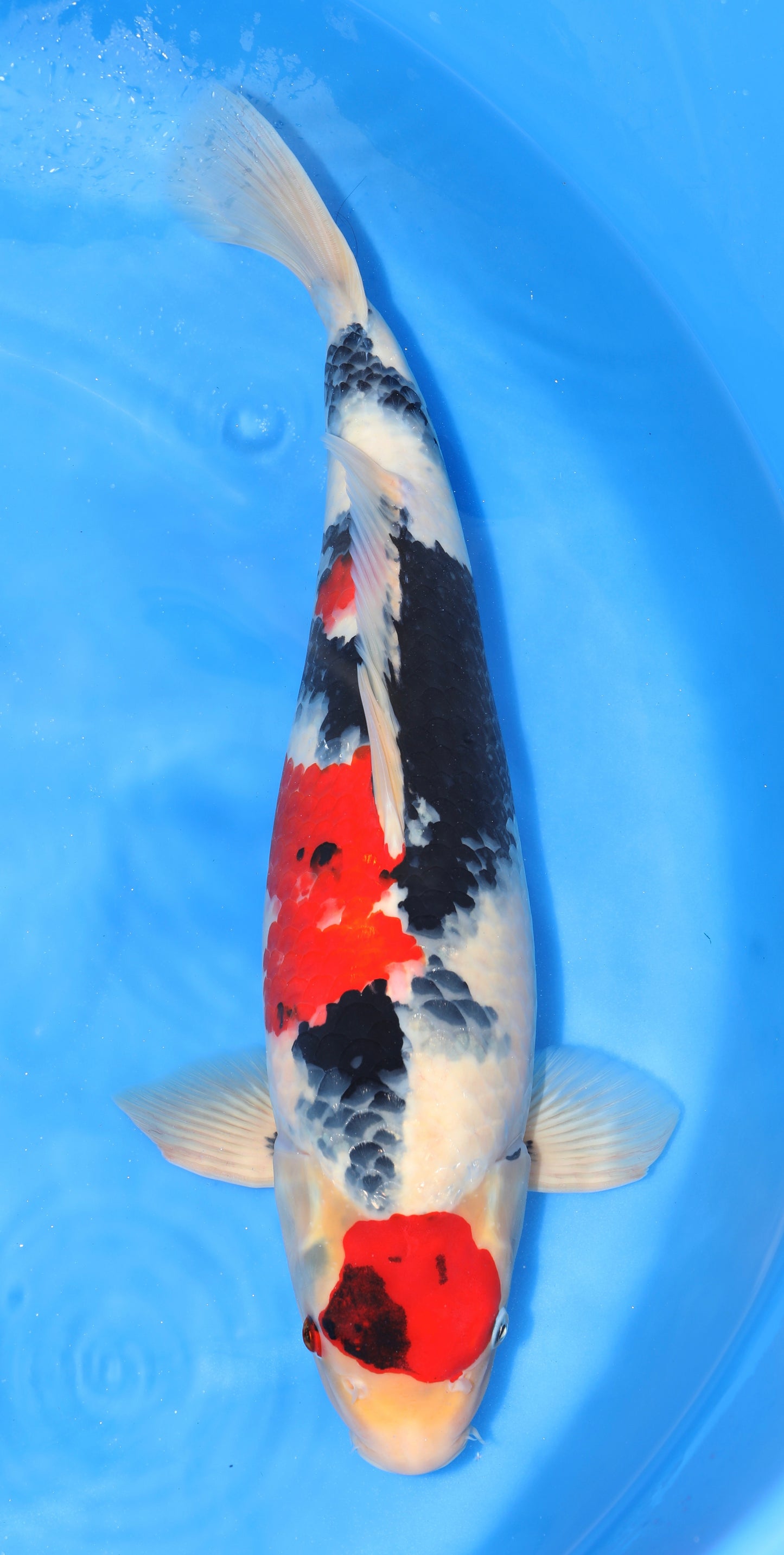 Japan Live 34 - Maruhide Nisai - JL34