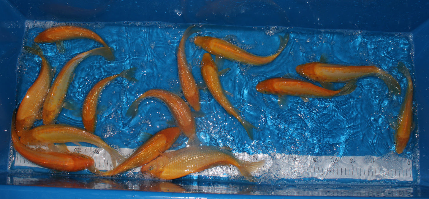 Satomi Koi - Japanese Nisai 5