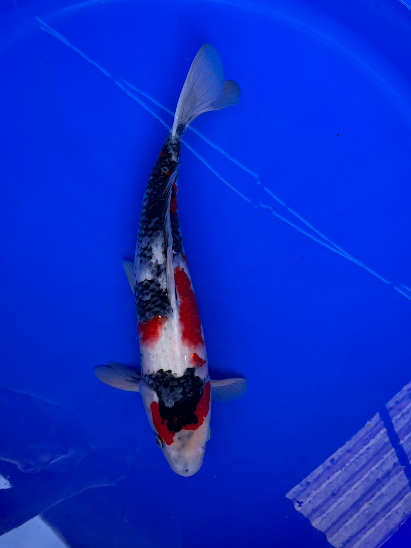 Satomi Koi - Japanese Nisai 3