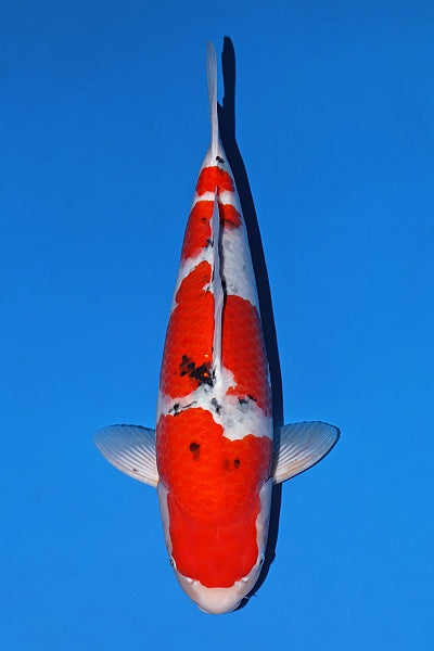 Satomi Koi - Japanese Nisai 6